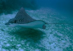 Eagle Ray, Florida - Nikon Coolpix 5000 Tetra Housing by Kent Bonde 